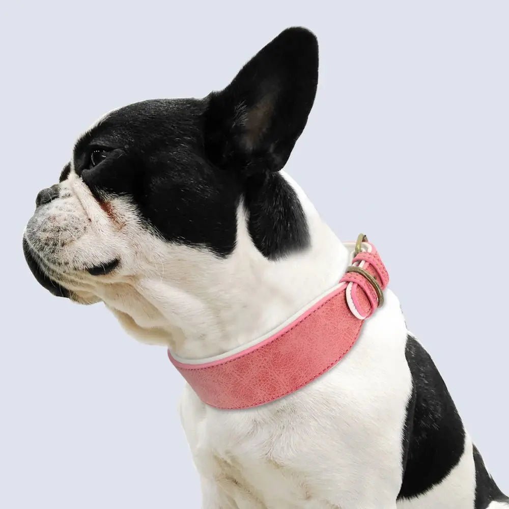 Wide Leather Dog Collar Padded Pet Collars Dog Collar for Medium Large Dogs Pitbull Bulldog German Shepherd 2XL Mio pet store